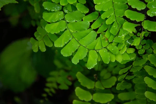 Listy Zelené Kapradí Closeup Deštný Prales — Stock fotografie