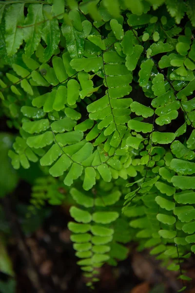 Rain Forest Grön Närbild Fern Leaf — Stockfoto