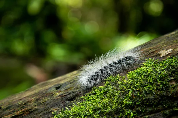 Tırtıllar solucan yağmur ormanlarında