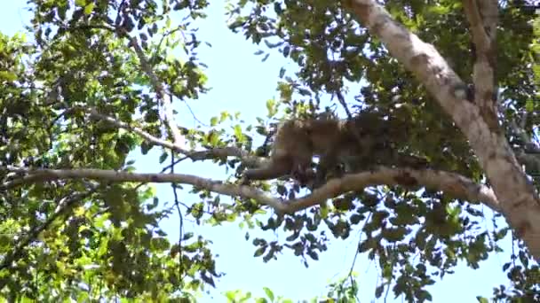 Macaco Saltando Árvore Câmera Lenta — Vídeo de Stock