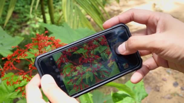 Hand Met Smartphone Nemen Een Foto Bloemen — Stockvideo