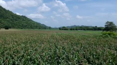 Mısır tarlasının hava görüntüsü