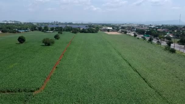 Повітряний Вид Кукурудзяне Поле — стокове відео