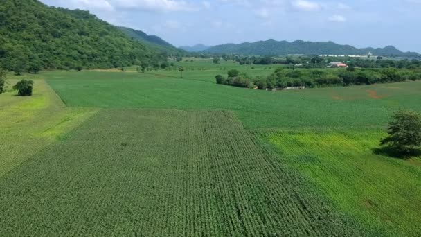 玉米田的鸟瞰图 — 图库视频影像