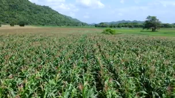 Aerial View Corn Field — Stock Video