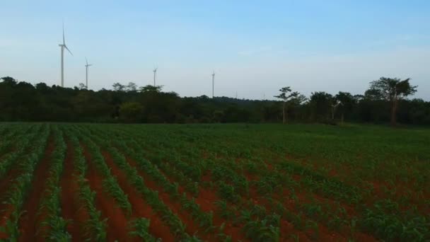 Повітряний Вид Кукурудзяне Поле — стокове відео