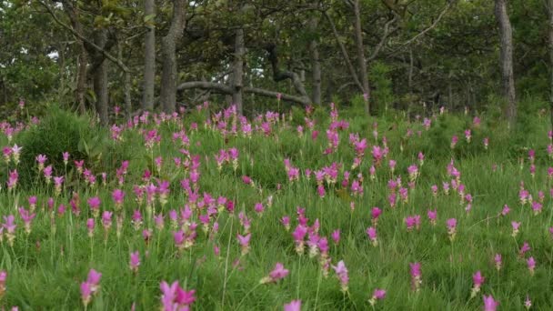 Siam Tulpe Freier Wildbahn — Stockvideo