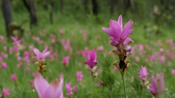 Siam Tulpe Freier Wildbahn — Stockvideo