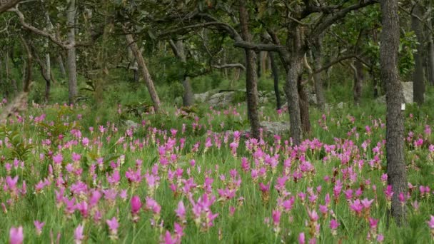 Siam Tulpe Freier Wildbahn — Stockvideo