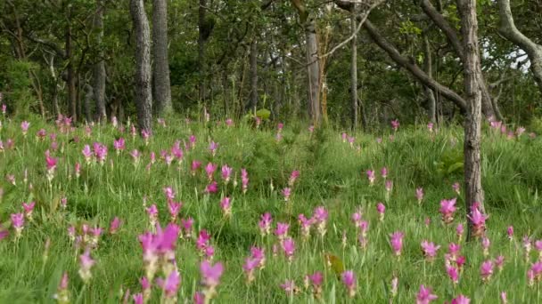 Siam Tulpe Freier Wildbahn — Stockvideo