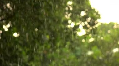 Yağmurlu doğa yavaş hareket