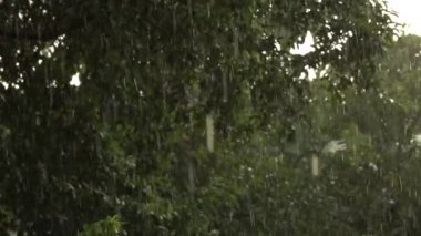 Yağmurlu doğa yavaş hareket