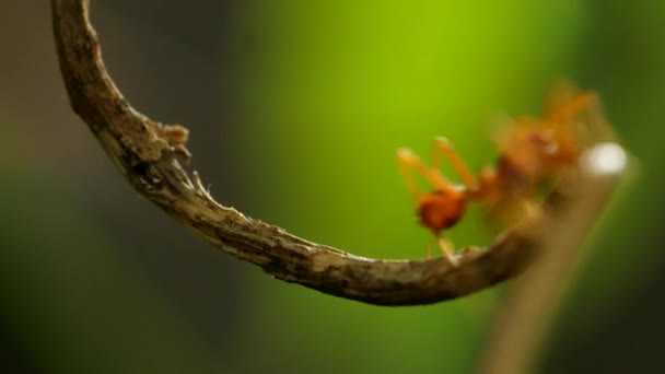 Fourmi Rouge Sur Arbre — Video