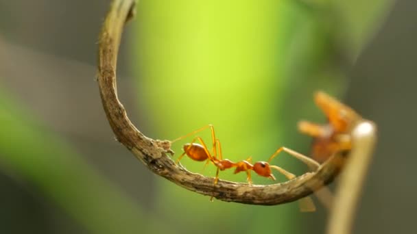 Hormiga Roja Árbol — Vídeos de Stock
