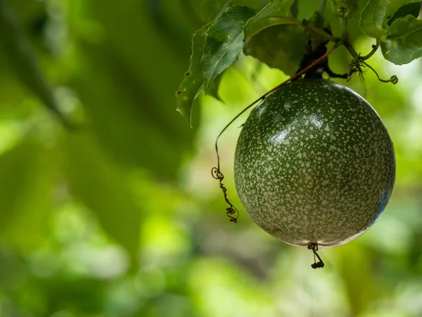 Macro Frutto Della Passione Sulla Vite — Foto Stock