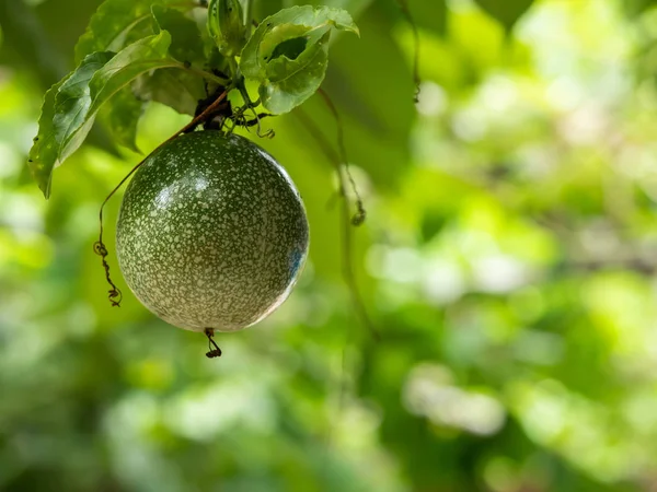 Macro Frutto Della Passione Sulla Vite — Foto Stock