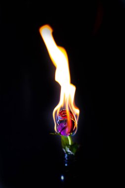 Siyah arka plan üzerine yanan kırmızı gül