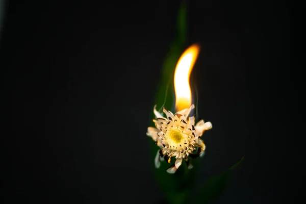 Brennende Chrysanthemen Auf Schwarzem Hintergrund — Stockfoto