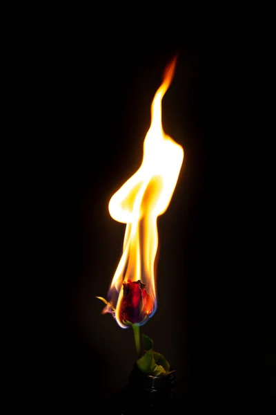 Rosa Roja Ardiente Sobre Fondo Negro — Foto de Stock