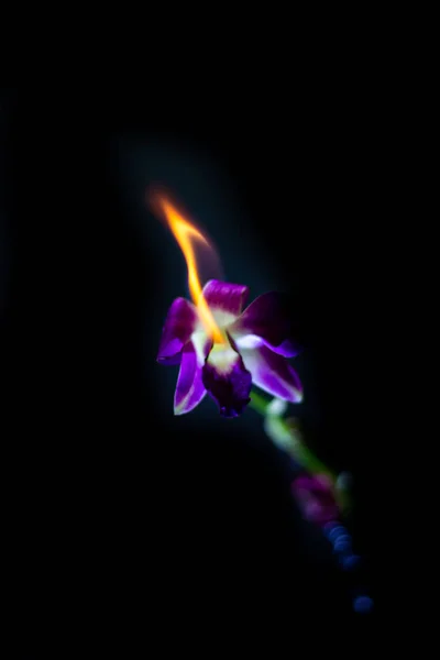 Orquídea Púrpura Ardiente Sobre Fondo Negro — Foto de Stock
