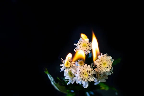 黒の背景に菊を燃焼 — ストック写真