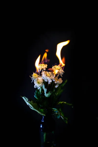 Chrysant Branden Zwarte Achtergrond — Stockfoto