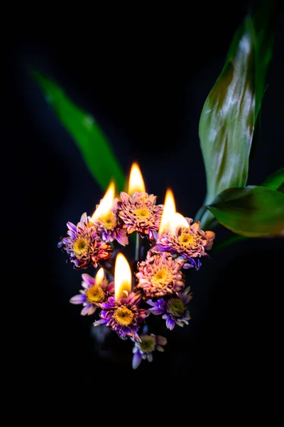黒の背景に菊を燃焼 — ストック写真