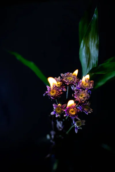 Crisantemo Ardiente Sobre Fondo Negro — Foto de Stock