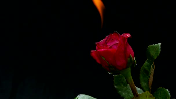 Burning Red Rose Black Background — Stock Video