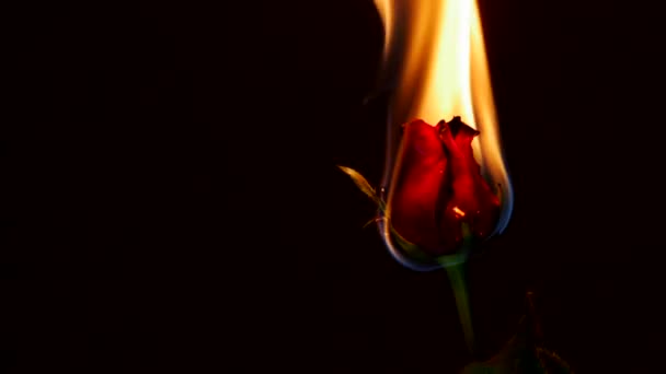 Burning Red Rose Black Background — Stock Video