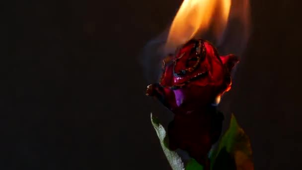 Горящий Красный Цвет Розы Черном Фоне — стоковое видео