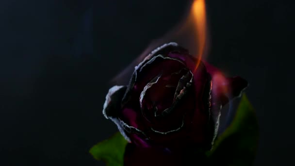 Brændende Rød Rose Sort Baggrund – Stock-video