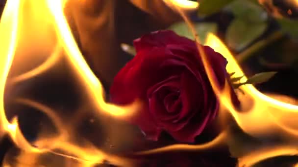 Burning Rose Zpomalený Pohyb — Stock video