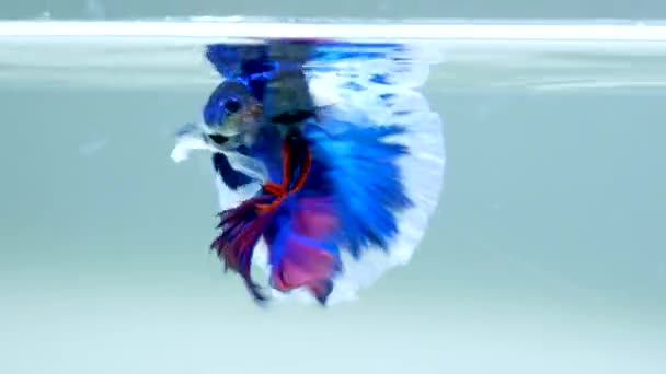 Siamese Fighting Fish Swimming Water — Stock Video