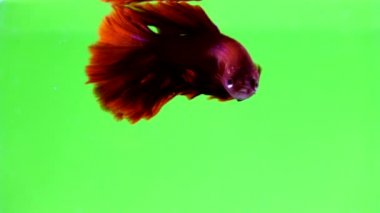 Renkli arka plan üzerinde güzel Siyam mücadele balık