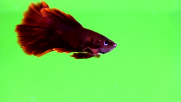 Beau Siamois Combattant Des Poissons Sur Fond Coloré — Video