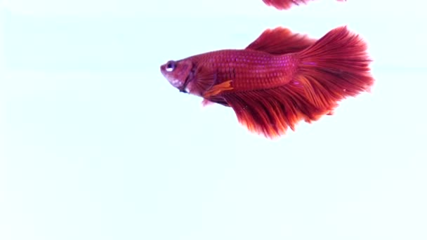 Beautiful Siamese Fighting Fish Colorful Background — Stock Video