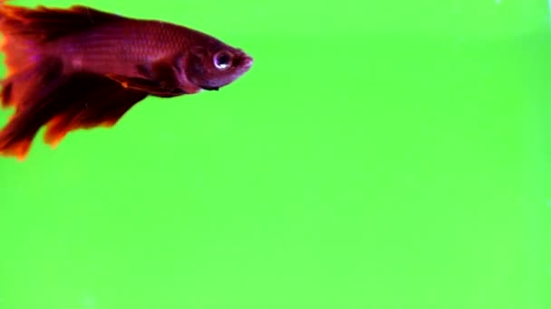 สวยงาม Siamese Fighting Fish บนพ นหล — วีดีโอสต็อก