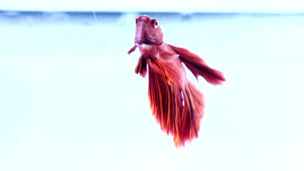 Όμορφη Siamese Μάχη Ψάρι Πολύχρωμο Φόντο — Αρχείο Βίντεο
