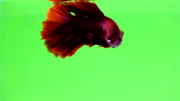 Vackra Siamesiska Striderna Fisk Färgstarka Bakgrund — Stockvideo