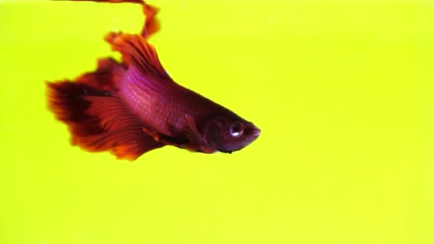Renkli Arka Plan Üzerinde Güzel Siyam Mücadele Balık — Stok video