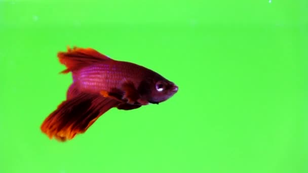 Belos Peixes Combate Siameses Fundo Colorido — Vídeo de Stock