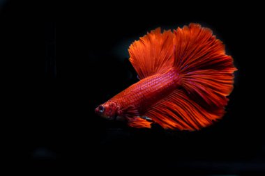 siyah arka plan üzerine güzel Siyam mücadele balık