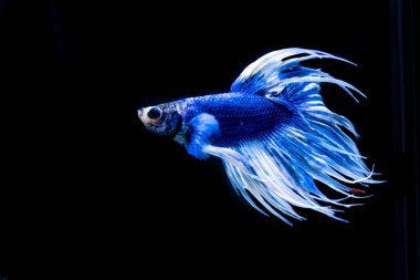 siyah arka plan üzerine güzel Siyam mücadele balık