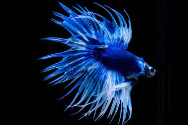 siyah arka plan üzerine güzel Siyam mücadele balık