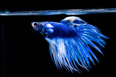 siyah arka plan üzerine güzel Siyam mücadele balık