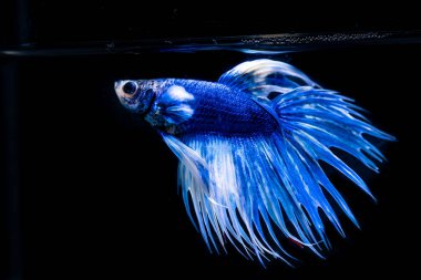 siyah arka plan üzerine güzel Siyam mücadele balık