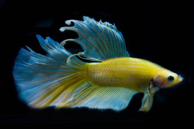 siyah arka plan üzerine güzel Siyam mücadele balık