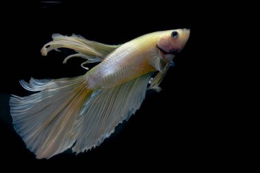 siyah arka plan üzerine güzel Siyam mücadele balık