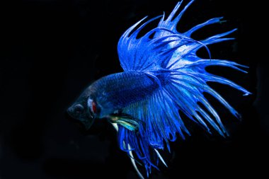 siyah arka plan üzerine güzel Siyam mücadele balık